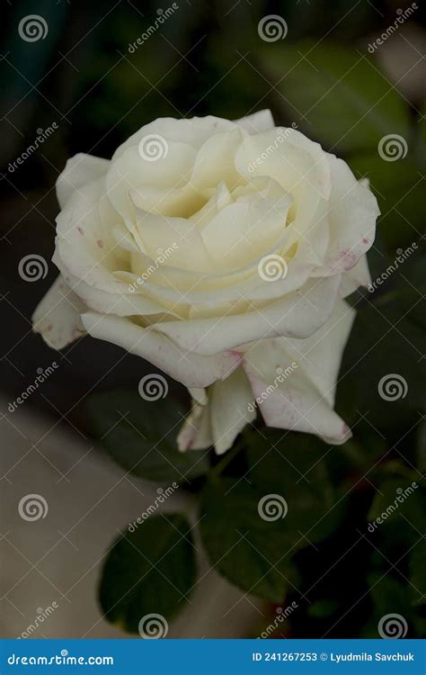 White Rose Blooms Beautifully In Summer Stock Image Image Of Shrub
