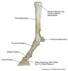 Only about the thickness of a human wrist, the bone must endure a lot of stress without fracturing. Limbs of the horse - Wikipedia