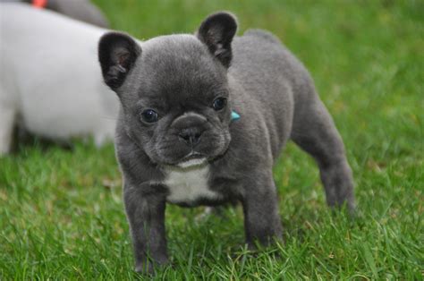 Wer dies ernsthaft plant, muss unbedingt aufwand und kosten kalkulieren. Französische Bulldogge Grau Blau Ausgewachsen