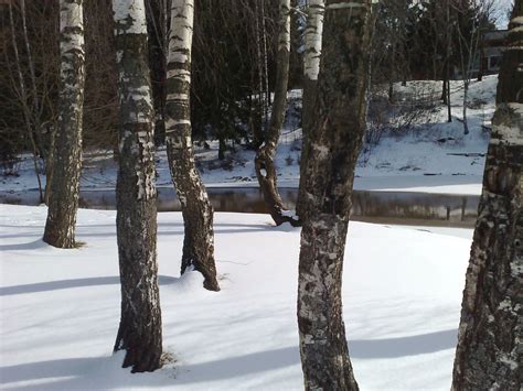 Vantaankoski Silver Birch Trees In The Snow Timo Newton Syms Flickr