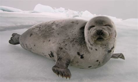 Free Photo Seal Animal Head Ocean Free Download Jooinn