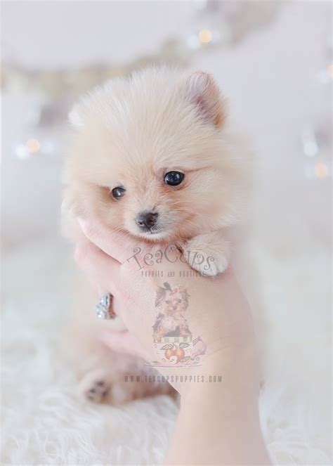 Super Cute Pomeranian Puppy Teacups Puppies And Boutique