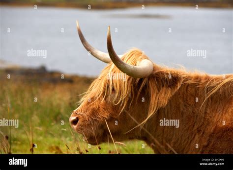 Highland Cattle On Skye Stock Photo Alamy