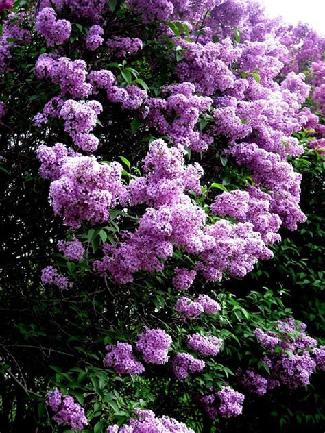 The Beauty Of Purple Bushes A Guide To Growing Maintaining And