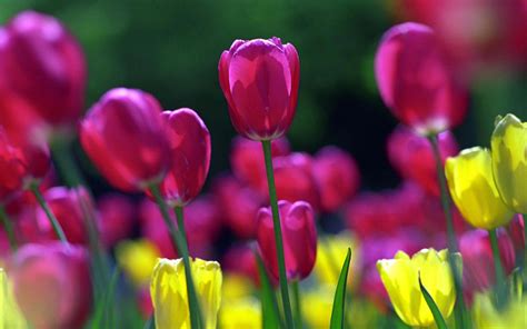 Spring Tulips Wallpapers Hd Wallpapers Id 5571