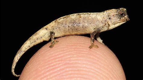 Worlds Smallest Reptile Discoverd In Madagascar Science Times