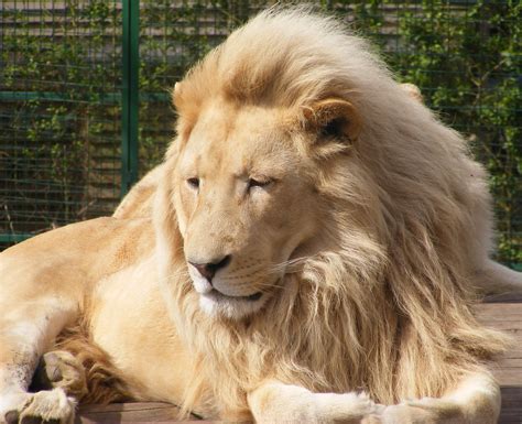 White Lions White Lion Paradise Park Broxbourne Monkeywing Flickr