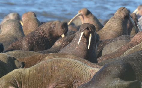 Pacific Walruses Resting On Beach Chukchi Sea Alaska Us