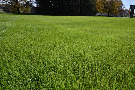 How To Turn Grass Green Knowing How To Get Green Grass Means Learning That New Grass Seed Is