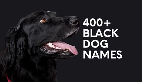 All Black Dog Names