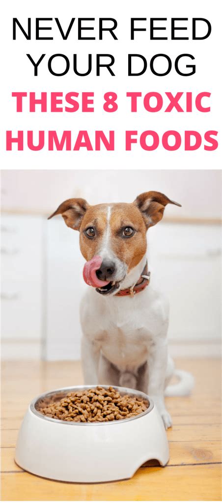 There are many human foods cats can eat if you've run out of cat food. Foods Dogs Can't Eat: Never Share These 8 Toxic Foods For ...