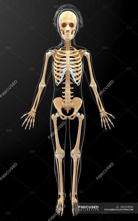 Normal Skeletal System Of Adult — Human Anatomy Conceptual Stock