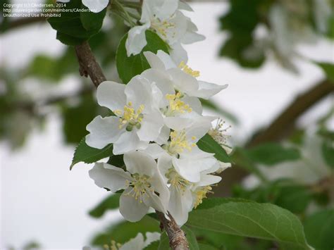 Plantfiles Pictures Flowering Crabapple Transcendent Malus By