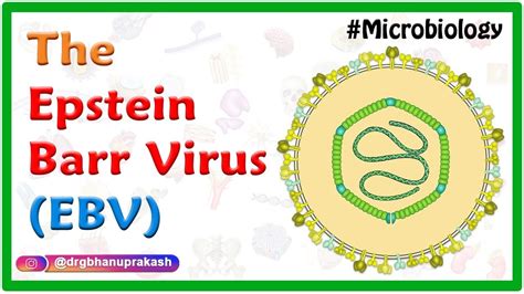 Epstein Barr Virus Ebv Quick Review Microbiology Usmle Step 1
