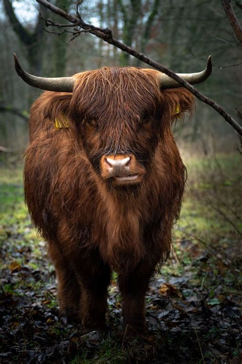 Highlander Cattle By Bakinett 500px Cattle Scottish Highland Cow