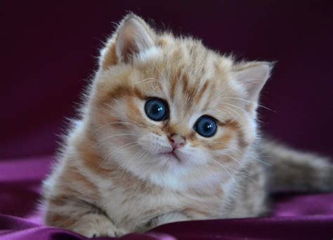 Just Beauty Timeline Photos Cute Animals Kittens Animals