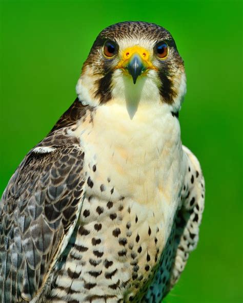 A Peregrine Falcon Makes Eye Contact Parc Omega Quebec Photo By