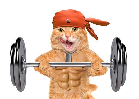 Muscular Cat Stock Photos Pictures And Royalty Free Images Istock