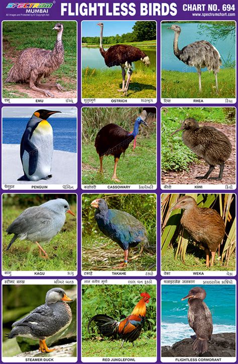 These birds are omnivorous in scientists have always wondered about why some birds evolved to lose their flying abilities. Spectrum Educational Charts: Chart 694 - Flightless Birds