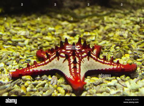Red Knobbed Starfish Protoreaster Linckii Stock Photo Alamy