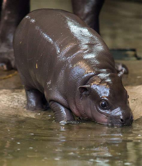 Rare Baby Hippo Suddenly Dies Five Weeks After Birth At Bristol Zoo Swns