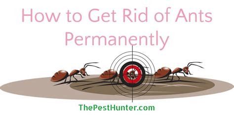 We did not find results for: How to Get Rid of Ants from Your Home And Outside Permanently