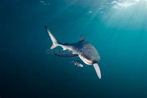 Shark And Friend Stock Image Image Of Large Juvenile 18966295