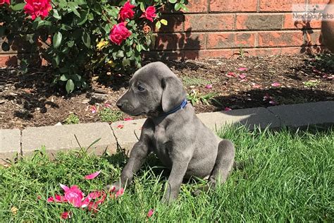 Weimaraner dog puppy sad stock image image of playing from blue weimaraner puppies for sale. Purebred Weims: Weimaraner puppy for sale near Bloomington ...