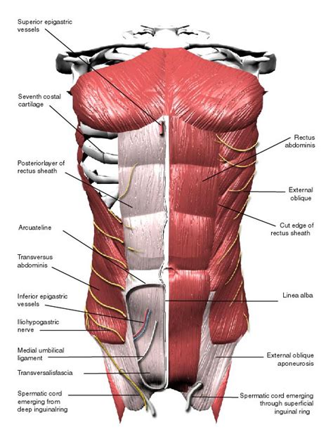 Muscles Of The Abdomen And Ribs Laminated Anatomy Chart Abdominal