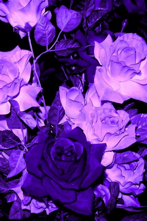 Purple Aesthetic Flower Purple Flowers Aesthetic Pinterest