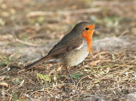 Limitations and fees may apply. European Robin | KuwaitBirds.org