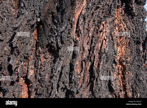 The Unusually Deep Furrowed Black Bark Of The Mugga Ironbark Or Red