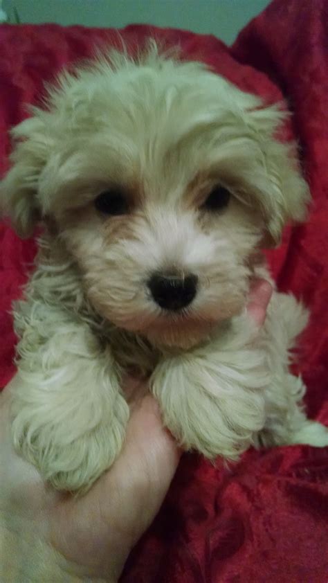 Breeding of the havanese in the states began in the early 70's when a family immigrated from cuba. Havanese Puppies For Sale | Millersburg, OH #263219