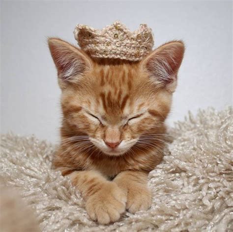 5 Ways Your Cat Is Like Royalty And Youre Their Servant Cattime