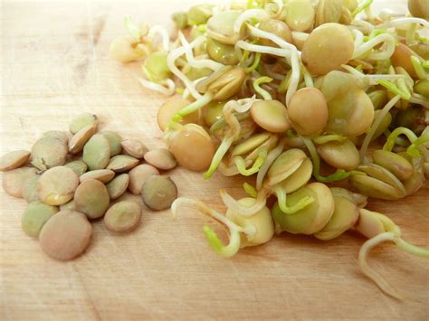 sprouted lentils are delicious and it is easy to make your own at home this article tells you