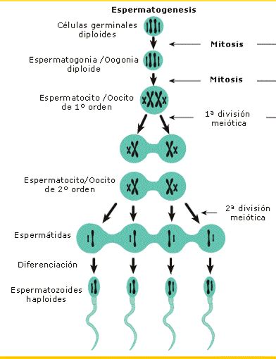 Espermatogenesis Fases