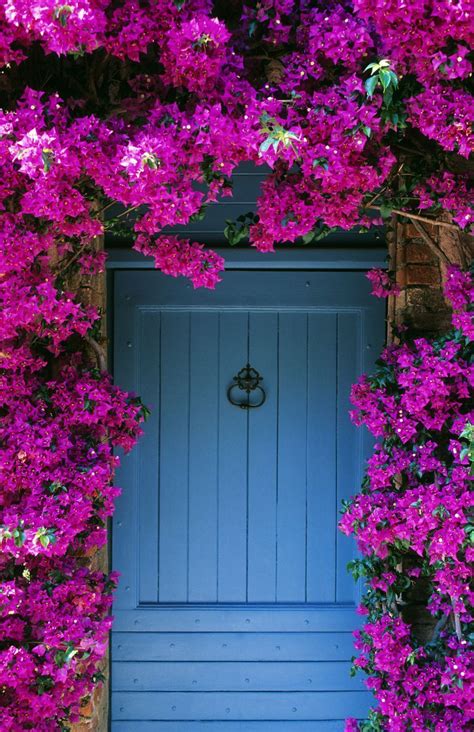 Talk about a gift that keeps on giving! 16 Fast-Growing Flowering Vines - Best Wall Climbing Vines ...