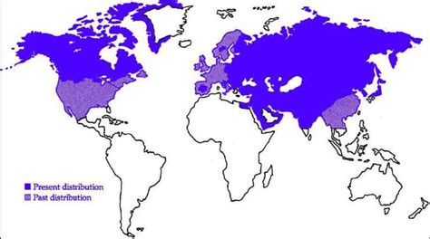 2 Historical And Present World Wolf Distribution Download Scientific