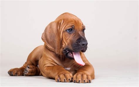 Bloodhound Puppy Computer Wallpapers Wallpaper Cave
