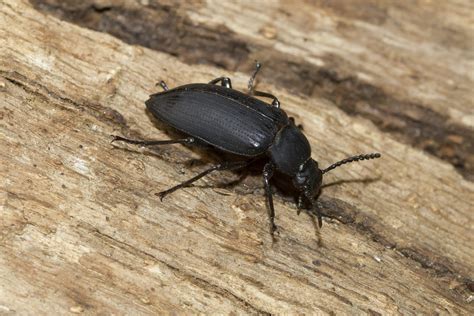 How To Get Rid Of House Beetles Naturally