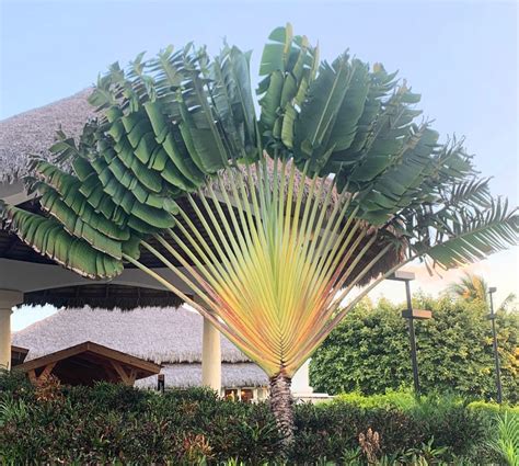 Ravenala Madagascariensis Travelers Palm Tree For Sale South Florida 🌳