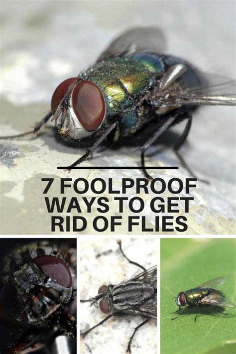 55 Hd Get Rid Of Flies Outside Home Remedy Insectza