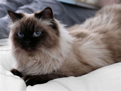 Balinese Cat Breed Info Characteristics And Temperament
