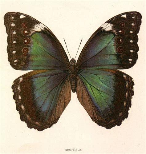 Butterfly Antique Print Butterfly Art Pinterest