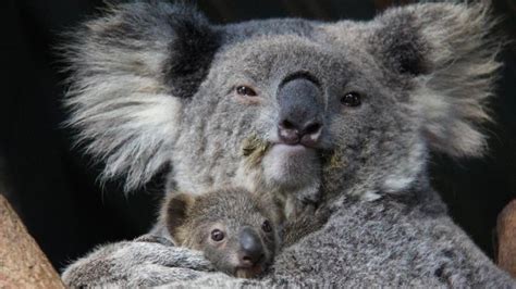 Zoológico De Sydney Apresenta 1º Filhote De Coala Nascido Em Um Ano