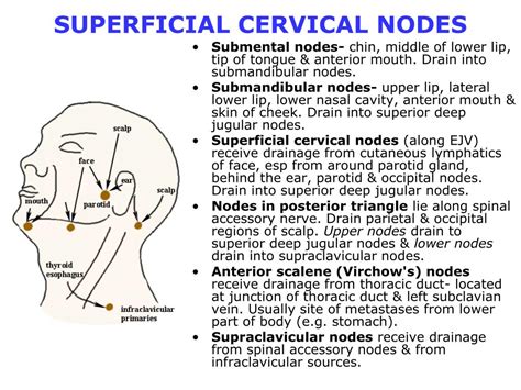 Cervical Lymph Nodes Hetyblogger
