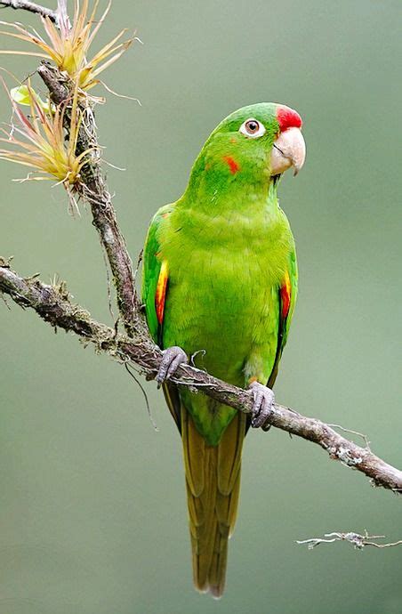 Finschs Or Crimson Fronted Parakeet By Luis Villablanca Periquito