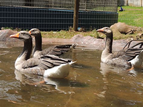 Geese Enjoying Their New Pond Pond Goose Spca