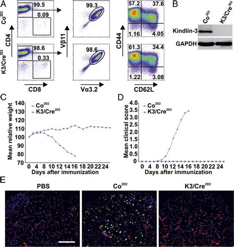 Adoptively Transferred Autoreactive Kindlin Deficient T Cells Fail To