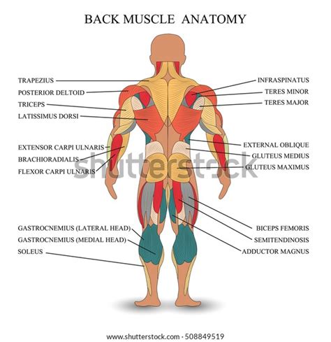 The back anatomy includes the latissimus dorsi, trapezius, erector spinae, rhomboid, and the teres significant. Anatomy Human Muscles Back Template Medical Stock Vector ...